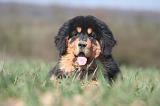 DOGUE DU TIBET 547